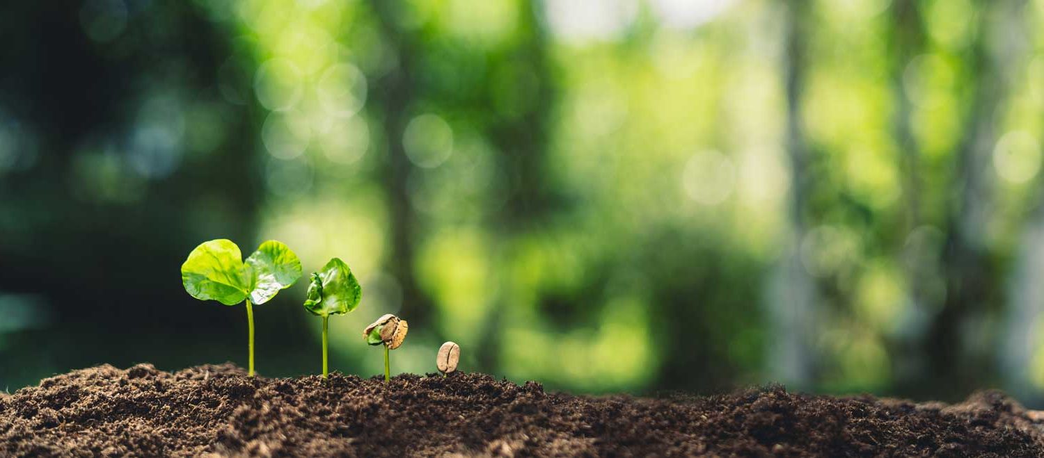 A seed sprouts into a plant