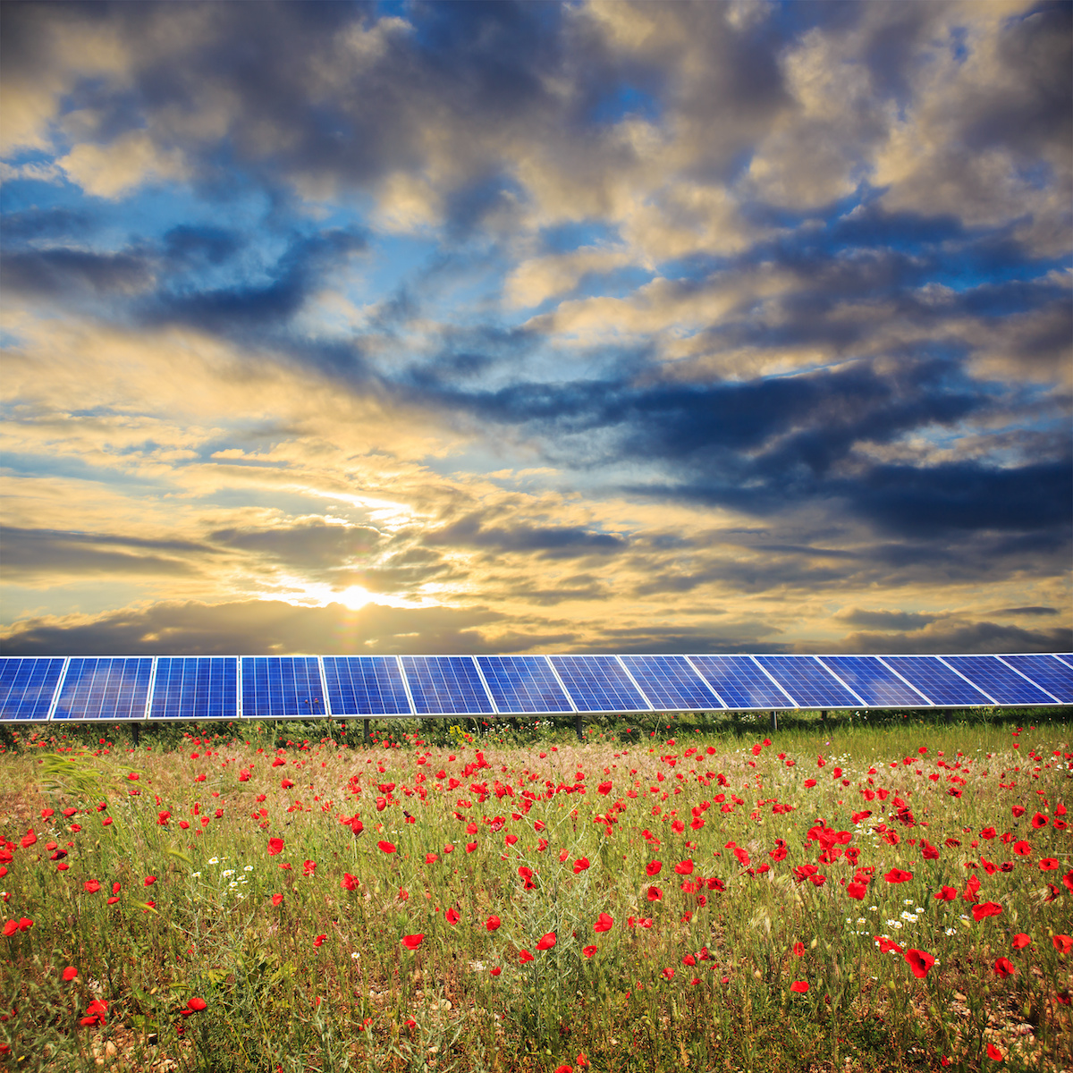 solar panels in field with flowers